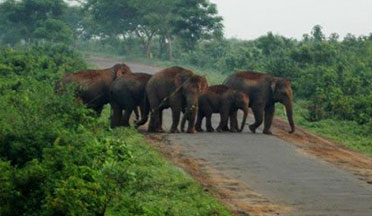 Chandaka Elephant Reserve