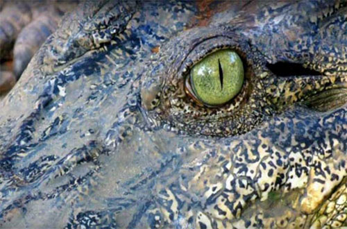 crocodile- Bhitarkanika Nature Camps