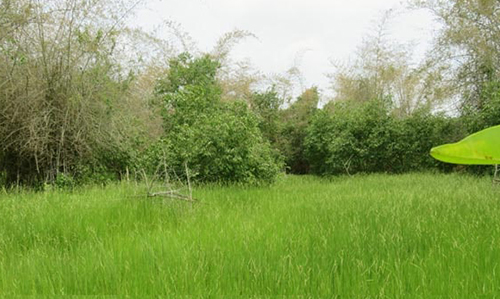 tall grasses- Chandaka Nature Camp