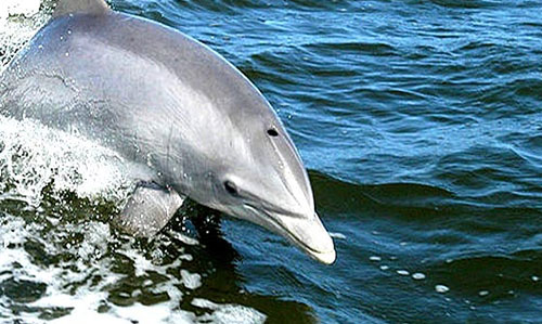 Dolphins diving- Rajhans Nature Camp