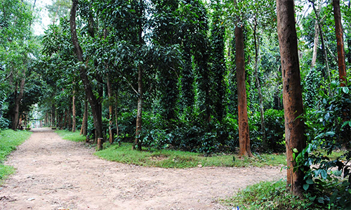 Coffee Gardens- Nearby Destinations Daringbadi Nature Camp