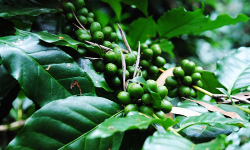 Coffee Gardens- Nearby Destinations Daringbadi Nature Camp