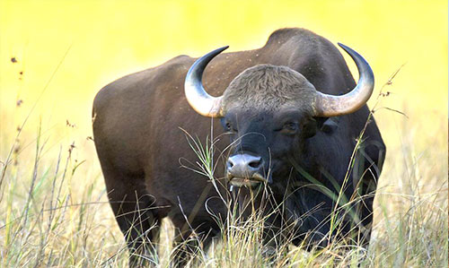 wild Bison