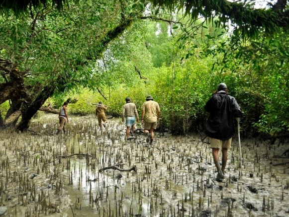 mangroves-sundarban