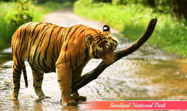 15 Wildlife Sanctuaries And National Parks In Odisha