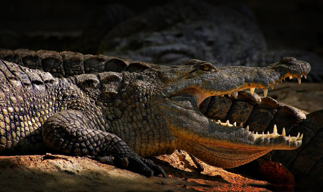 Exploring The Estuarine Crocodile Tour Gallery 1