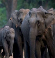 Odisha Wildlife Tour