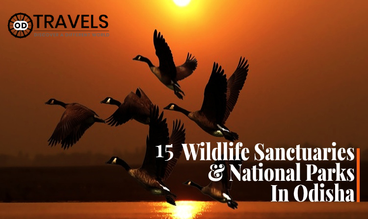 15 Wildlife Sanctuaries And National Parks In Odisha